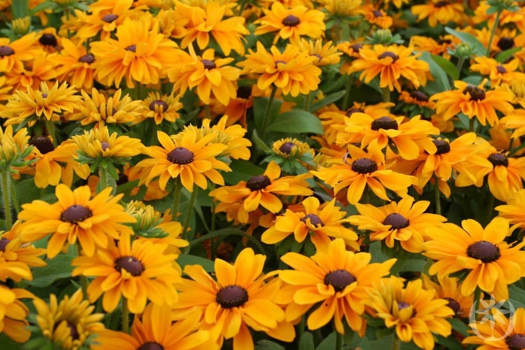 Tigeröga Guld solhatt - World of Flowers